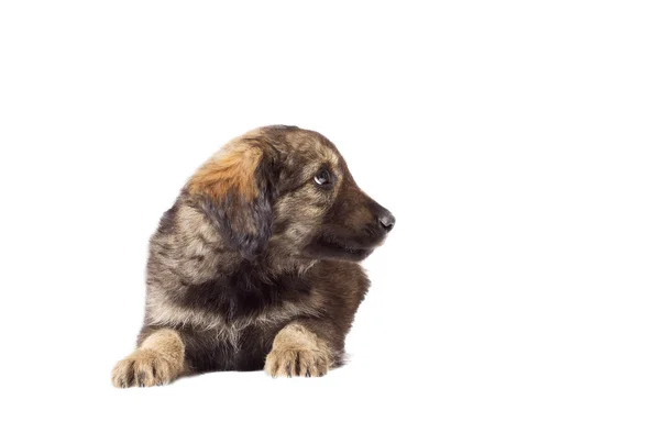 Funny puppy lies on a white background isolated — Stock Photo, Image