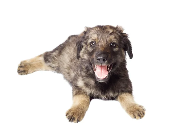 Cute mongrel on a white background — Stock Photo, Image