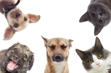 set hayvanlar izlerken