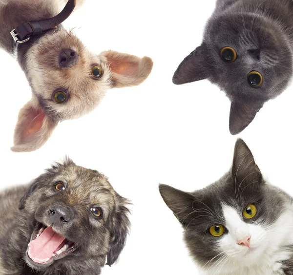 Set de mascotas viendo —  Fotos de Stock