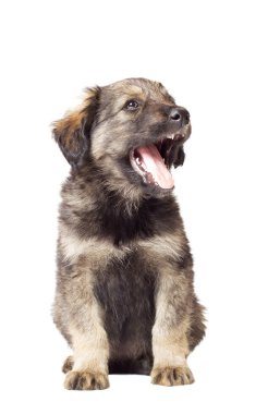 cute fluffy puppy mutts with open mouth on white background clipart