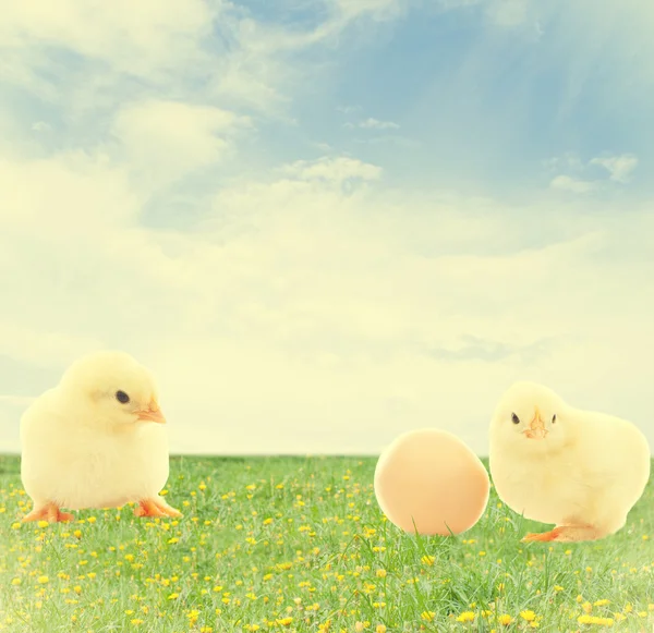 Chicken and egg on a green lawn — Stock Photo, Image
