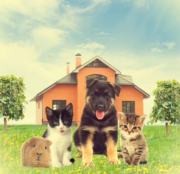 Домашні тварини сидять на зеленому газоні перед будинком — стокове фото