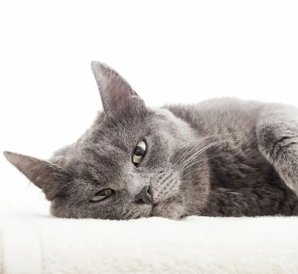 Gato gris acostado sobre un velo blanco —  Fotos de Stock