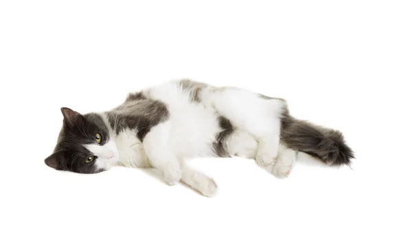 Zwart-witte kat liggend op een witte achtergrond — Stockfoto