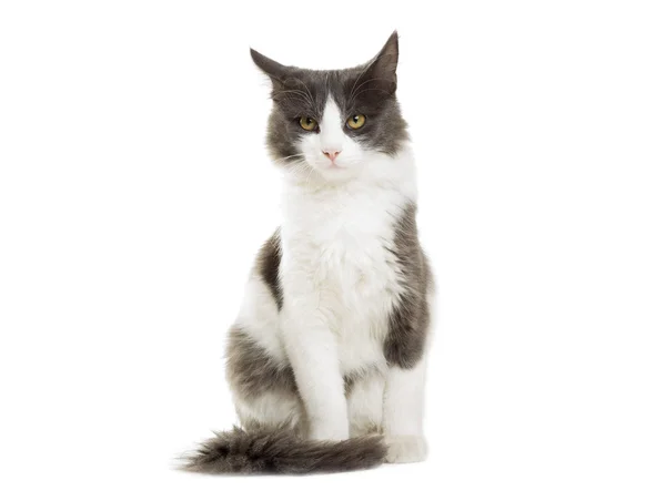 Kat zittend op een witte achtergrond — Stockfoto