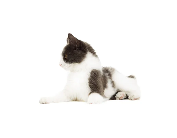 Rolig katt liggande på vit bakgrund isolerade — Stockfoto