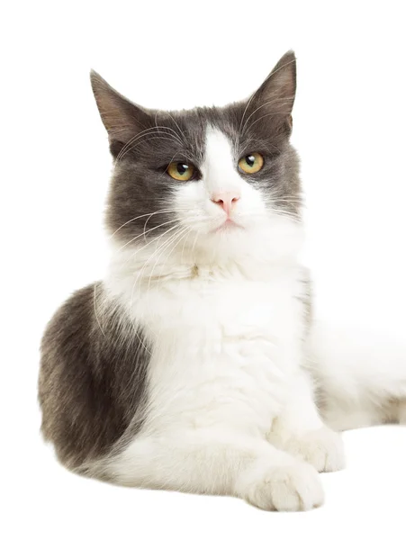 Gato bonito em um fundo branco — Fotografia de Stock