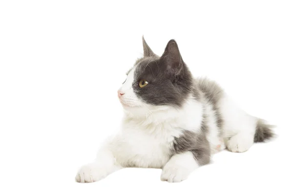 Beau chat couché sur un fond blanc sur un fond blanc — Photo