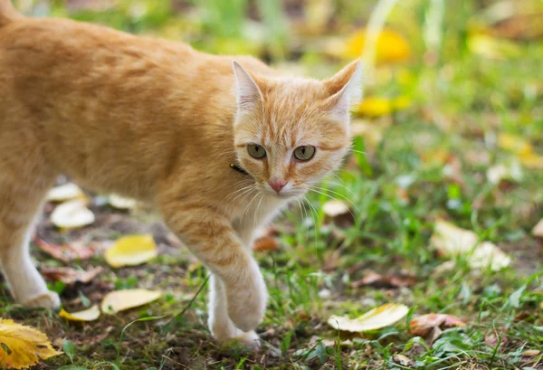 Czerwony kot poszedł na spacer — Zdjęcie stockowe