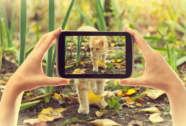 Tableta electrónica tomar fotos gato rojo — Foto de Stock