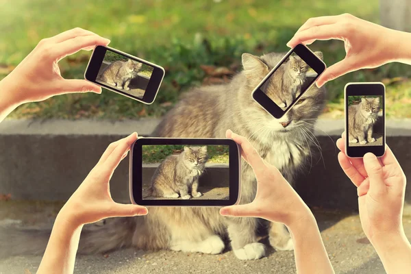 Mucha gente toma fotos de un gato en los teléfonos inteligentes — Foto de Stock