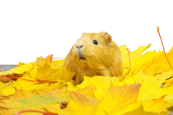 白い背景の人里に葉の黄色に座ってモルモット — ストック写真