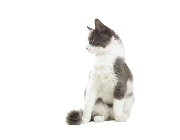 Funny cat looking in front of a white background — Stock Photo, Image