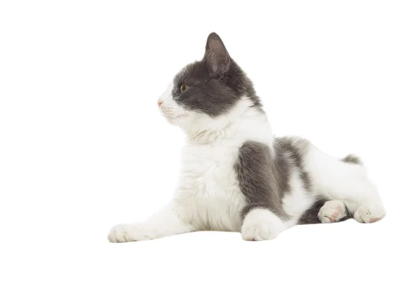 Cat lying on white background isolated — Stock Photo, Image