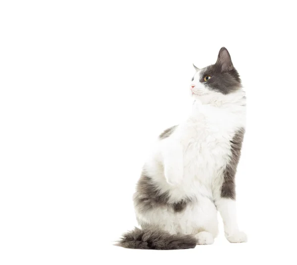 Gato engraçado olhando para levantar a perna dianteira em um fundo branco — Fotografia de Stock