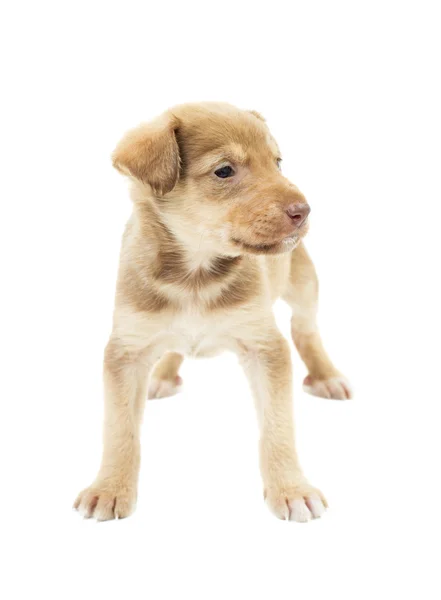Funny puppy mutts standing on white background isolated — Stock Photo, Image