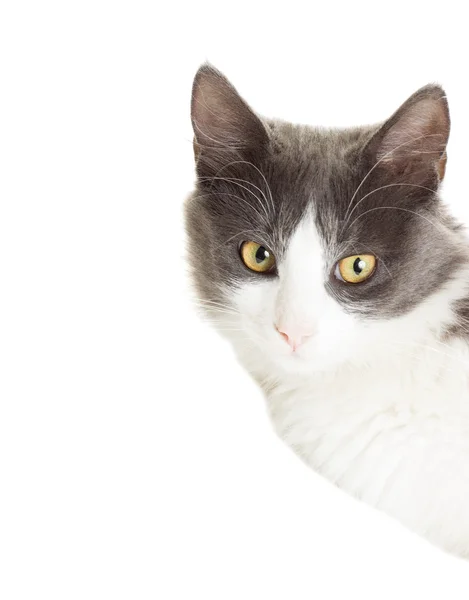 Cabeça gato perto de um fundo branco isolado — Fotografia de Stock