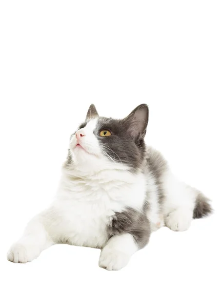 Gato mente e olha para cima isolado no fundo branco — Fotografia de Stock