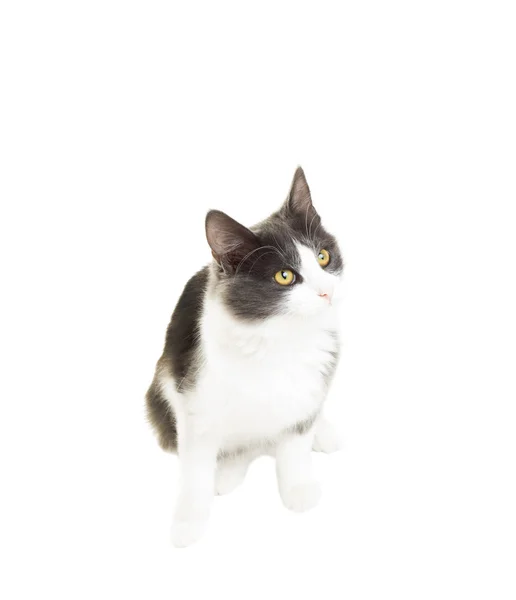 Grappige zwart-witte kat witte achtergrond geïsoleerd — Stockfoto