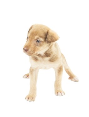 sevimli köpek yavrusu ayakta kararsızca dört paws