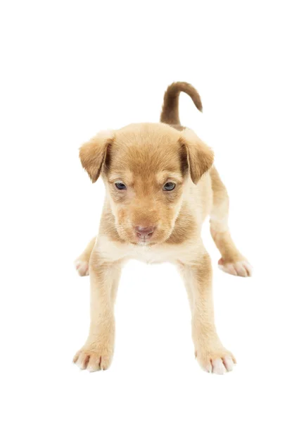 Lindo cachorro de pie incierto a cuatro patas sobre un fondo blanco — Foto de Stock