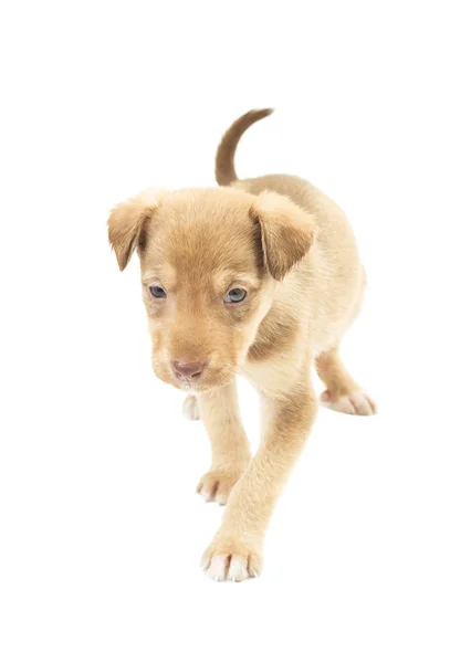 Divertente cucciolo passeggiate instabile su uno sfondo bianco isolato — Foto Stock