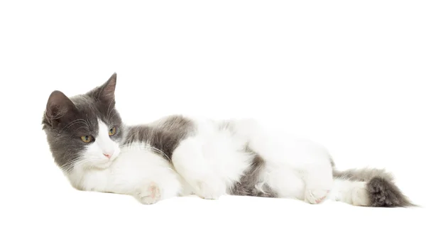 Härliga katt på en vit bakgrund isolerade — Stockfoto