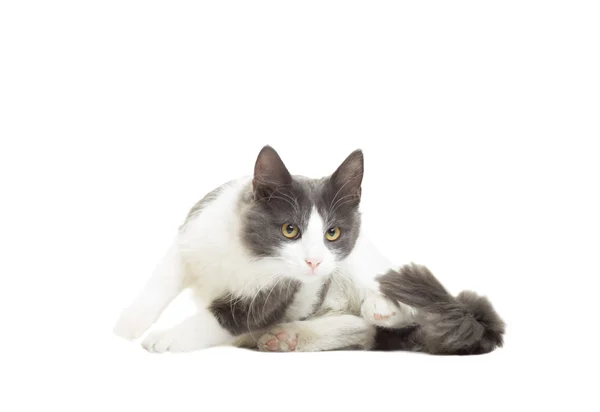 Gato preparándose para saltar sobre un fondo blanco aislado —  Fotos de Stock