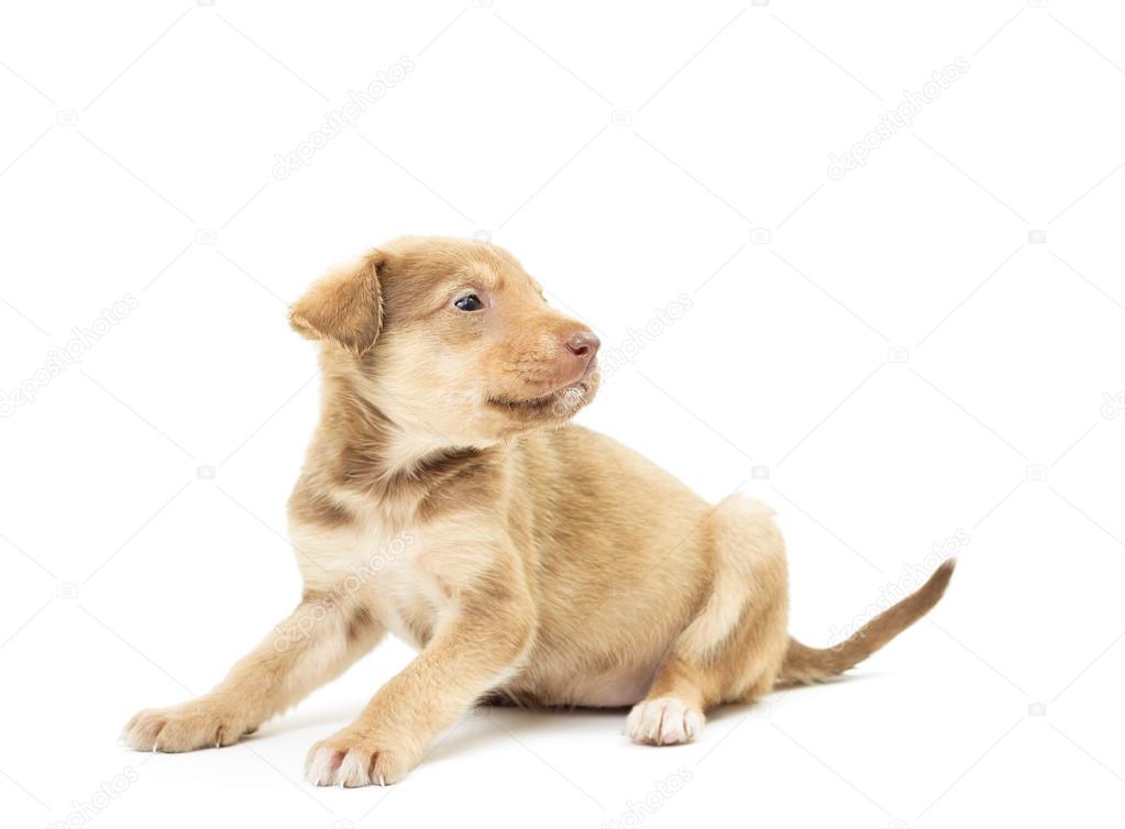 cute puppy on white background