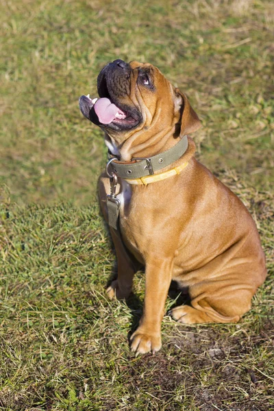 Bulldog americano al aire libre —  Fotos de Stock