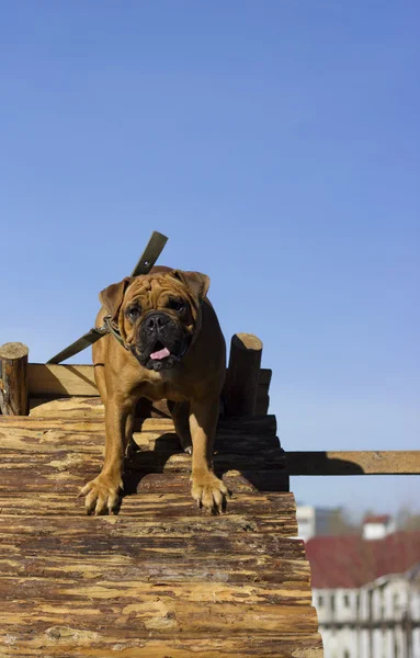 Bulldogge im Freien — Stockfoto