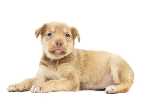 Beige puppy on white background isolated — Stock Photo, Image