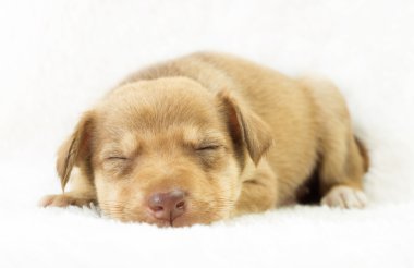 Beyaz bir yatak örtüsü üzerinde uyuyan sevimli köpek yavrusu mırıldanmak