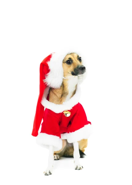Cão engraçado vestido como Papai Noel — Fotografia de Stock