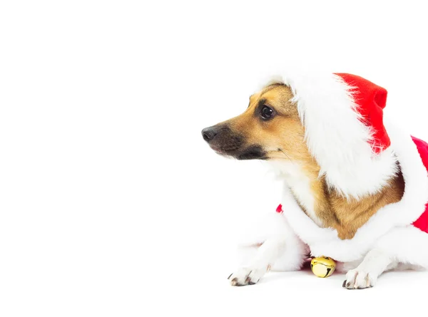 Rolig hund i jul kostymer liggande på vit bakgrund isolat — Stockfoto