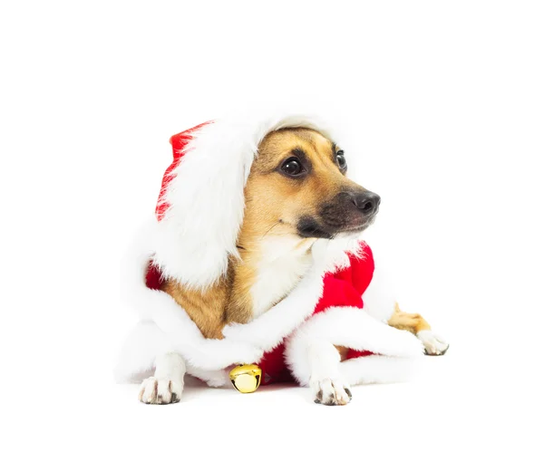 Lilla röda doggy i Santa dräkt lägger på en vit bakgrund iso — Stockfoto