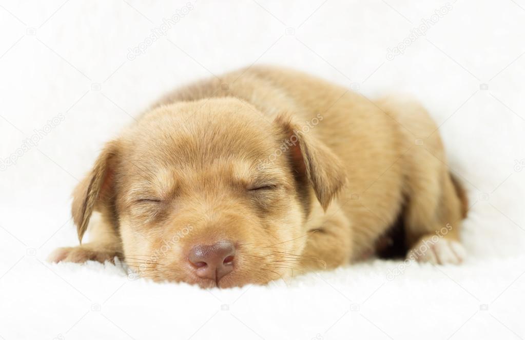 lovely puppy mutts sleeping on a white bedspread