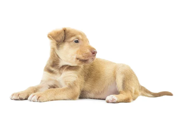 Lovely beige puppy lies on a white background isolated — Stock Photo, Image