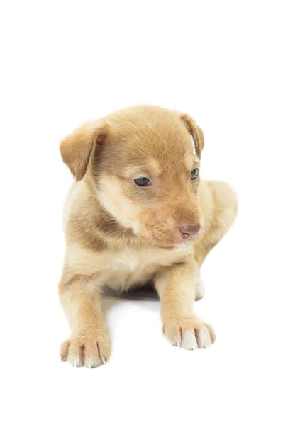 Schattige beige puppy op witte achtergrond — Stockfoto