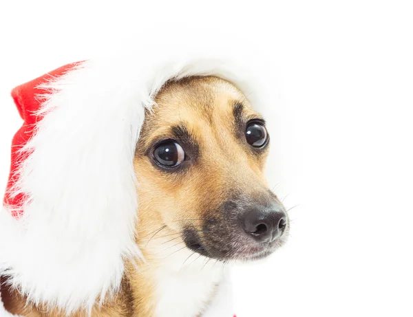 Zabawny portret kundle w Boże Narodzenie czerwony Santa kapelusze na tle — Zdjęcie stockowe