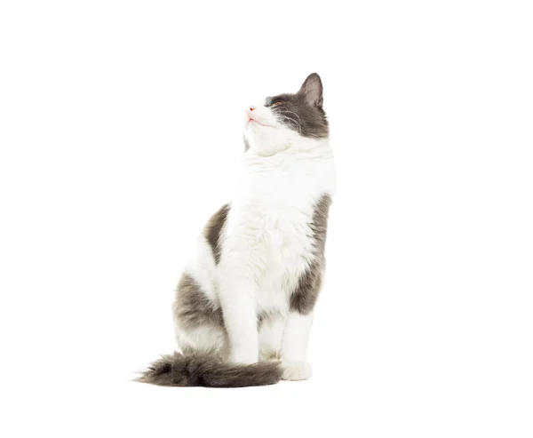 Cat looking up on a white background isolated — Stock Photo, Image