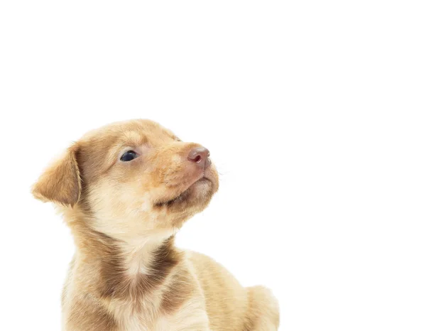 白い背景に隔離された可愛い子犬 — ストック写真