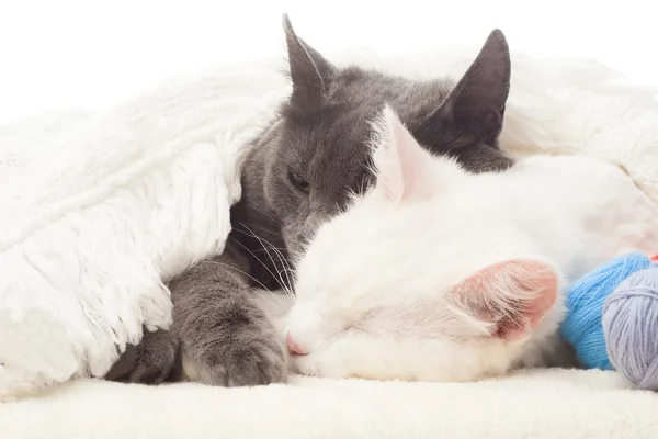 Twee katten slapen onder een witte deken — Stockfoto