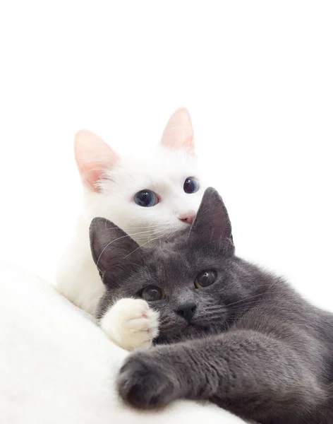Gatos brancos e cinzentos isolados sobre um fundo branco Fotografia De Stock