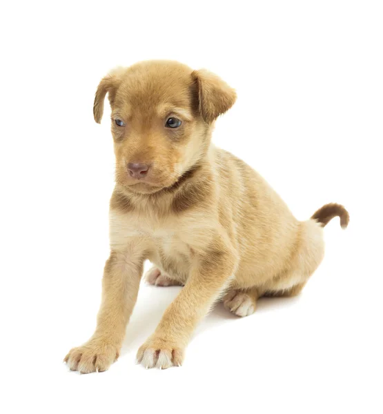 Carino cucciolo su uno sfondo bianco — Foto Stock