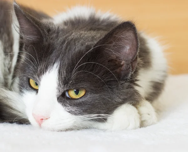 Bel gatto sdraiato sul divano — Foto Stock