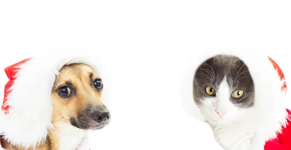 Katze und Hund im Weihnachtskostüm isoliert auf weißem Hintergrund — Stockfoto