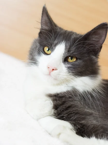 Lindo gato acostado en el sofá —  Fotos de Stock