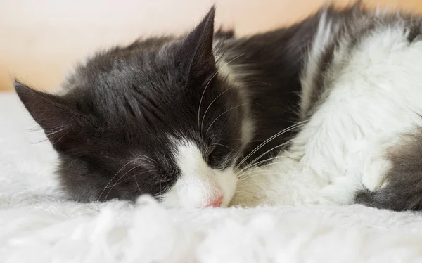 Niedliche Katze schläft auf einer weißen Bettdecke — Stockfoto